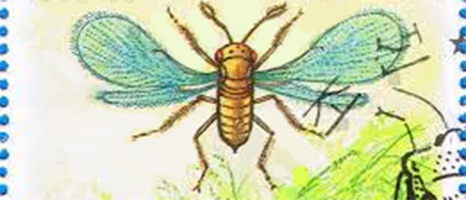 Trichogramma wasps