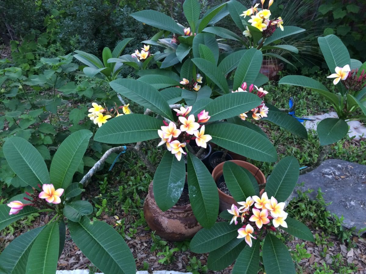 Plumerias in Central Texas! Backbone Valley Nursery