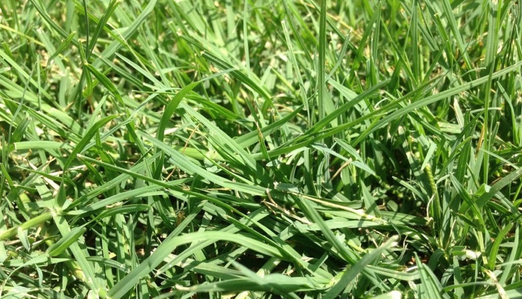 grass - Backbone Valley Nursery