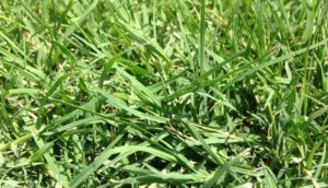 summer lawn issues