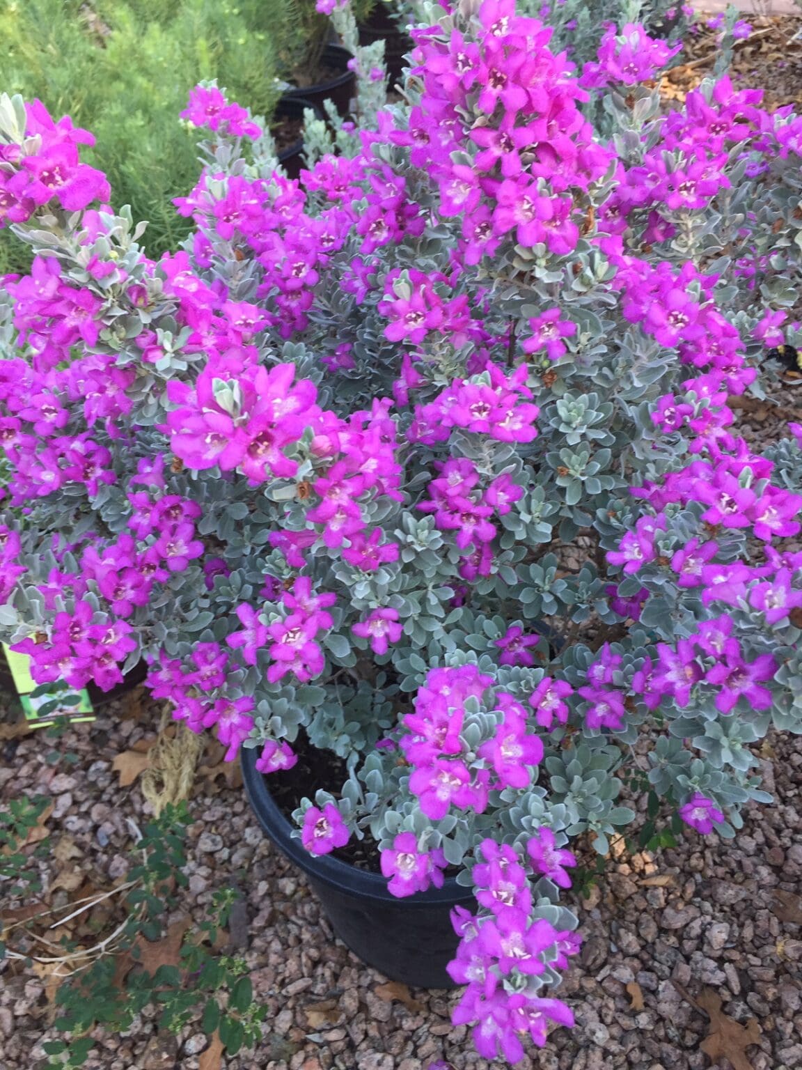 Texas Sage Varieties - Backbone Valley Nursery