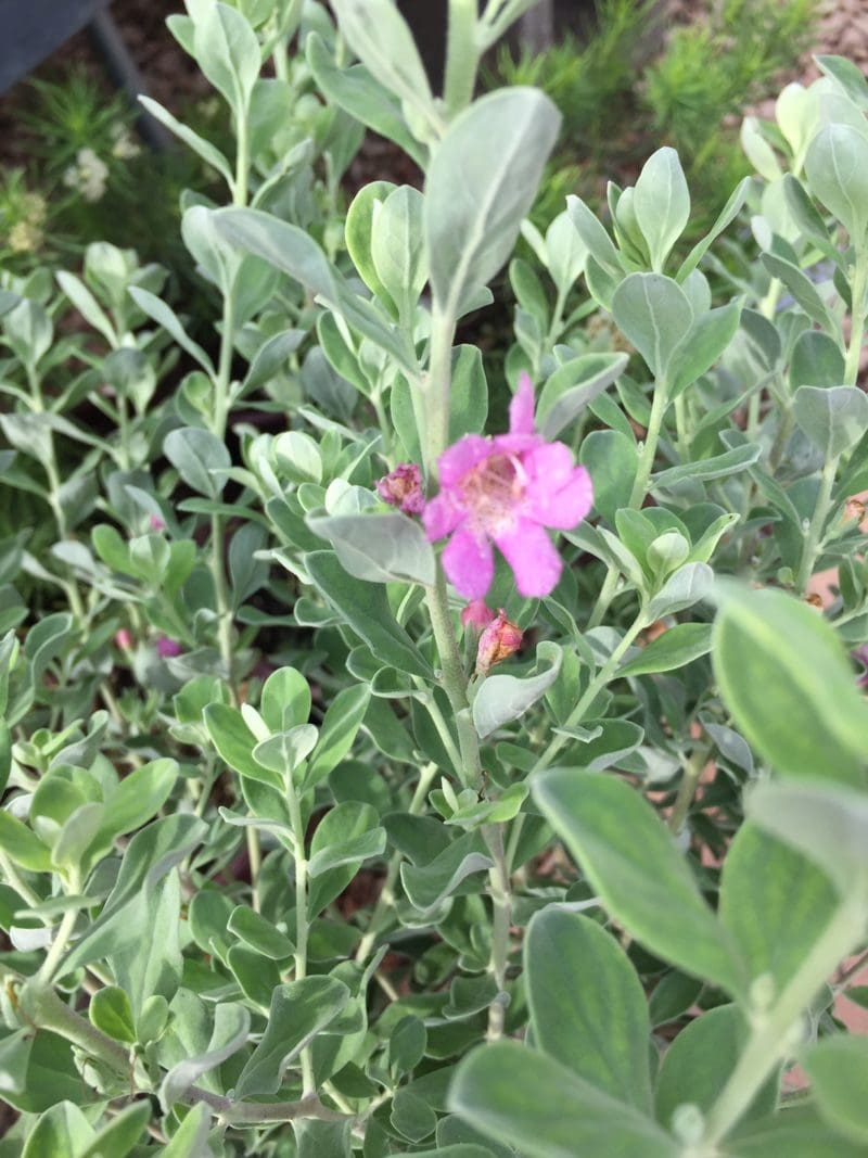 Texas Sage Varieties - Backbone Valley Nursery