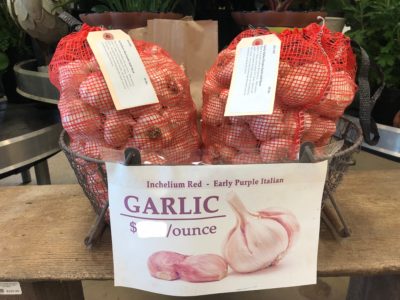 Time to Plant Garlic! - Backbone Valley Nursery