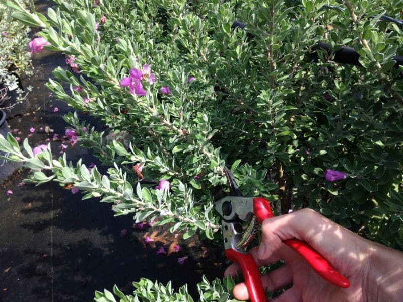 prune tx sage (2) Backbone Valley Nursery