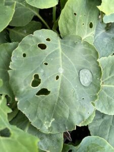Photo shows holes in a cabbage leaf caused by cabbage looper feeding. Plants should be treated with Bt in February in Central Texas to prevent damage.