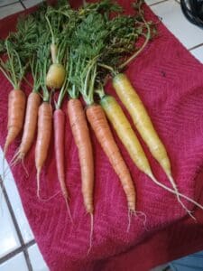 Photo shows different colors of carrots displayed on a red kitchen towel after being washed. 