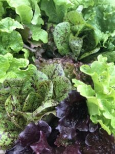 Photo shows colorful lettuce leaves.