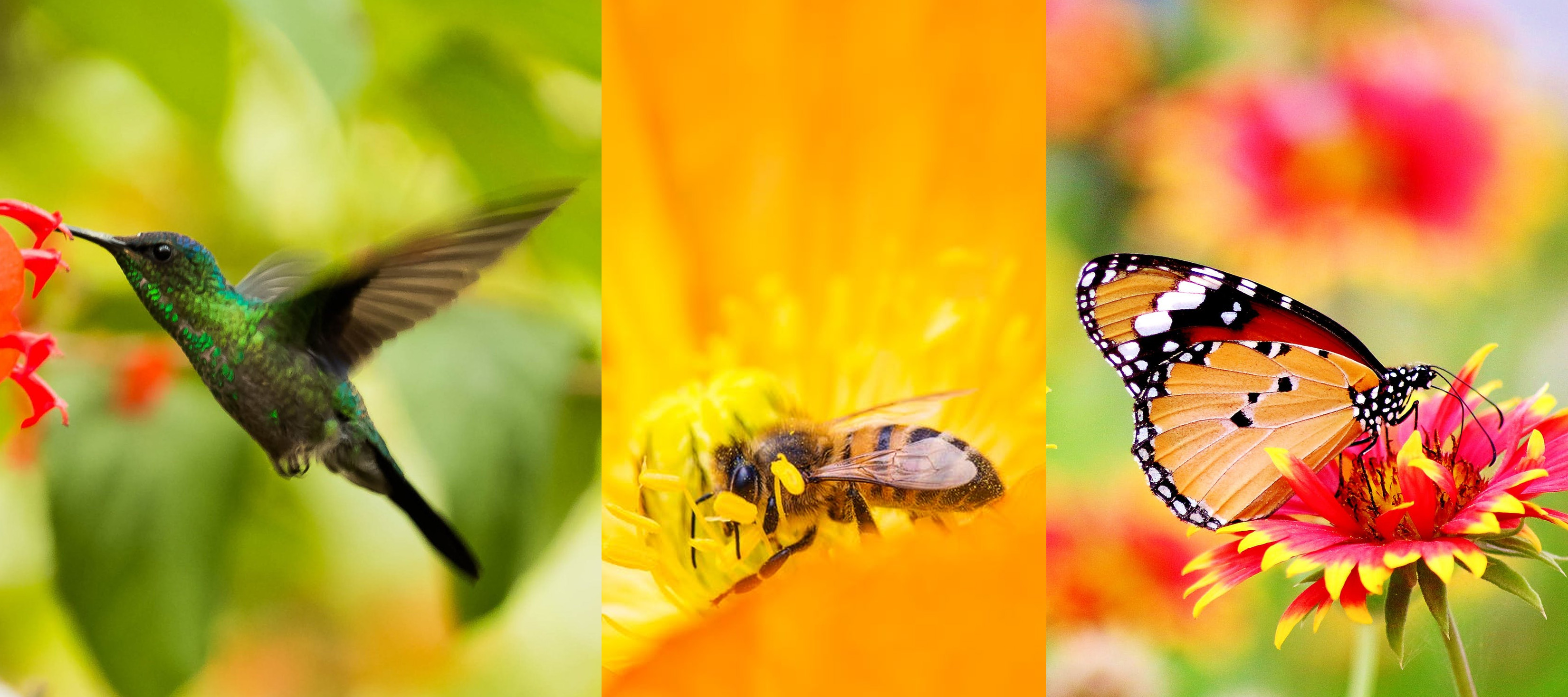 Planting for Pollinators - Bees, Butterflies, and ...