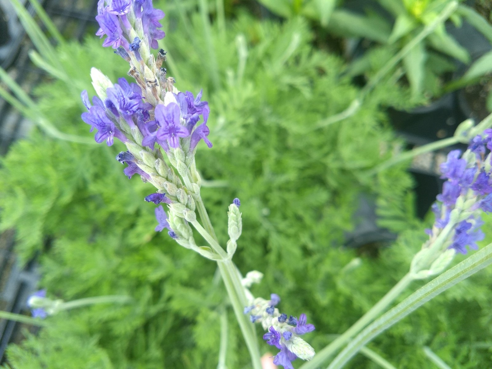 Growing Lavender (Lavandula), How to Grow Lavender Plants