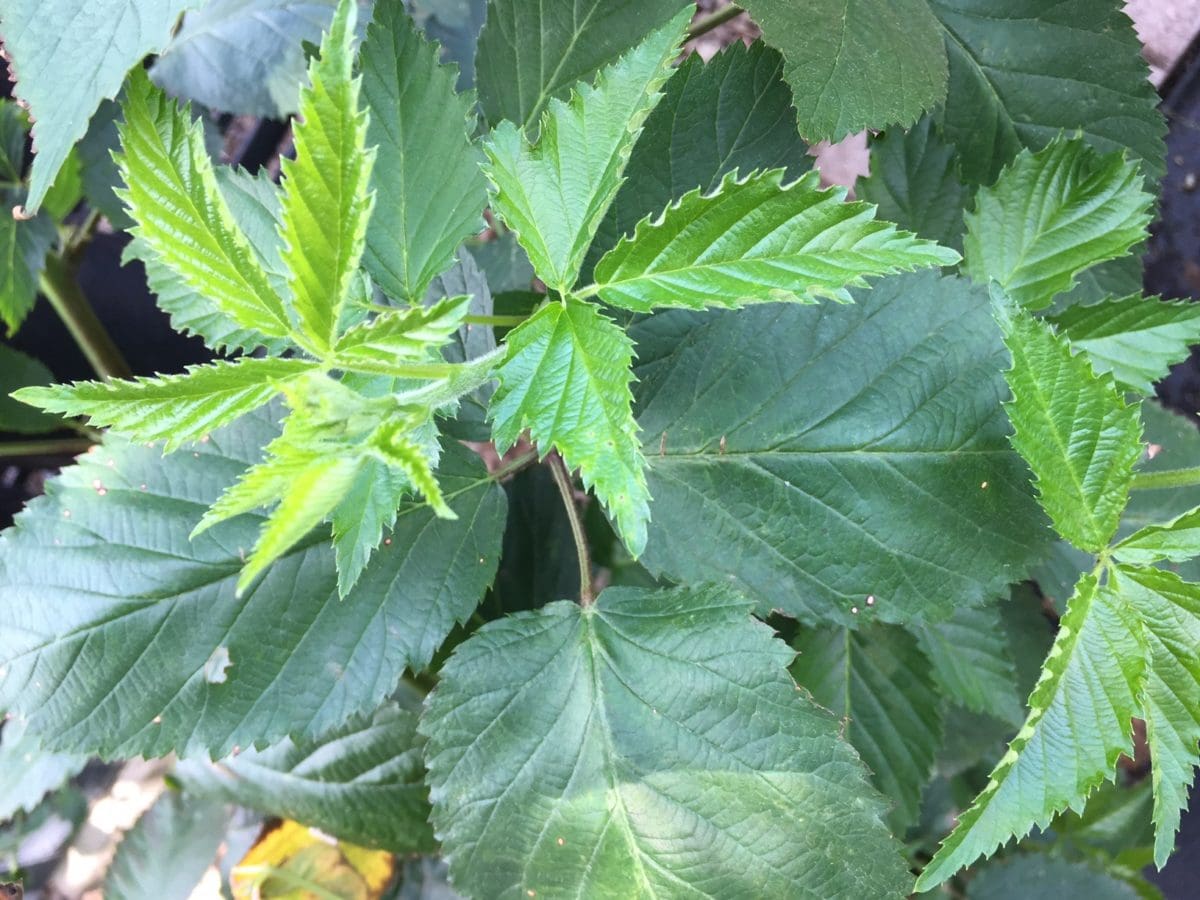 Blackberry Pruning - Backbone Valley Nursery