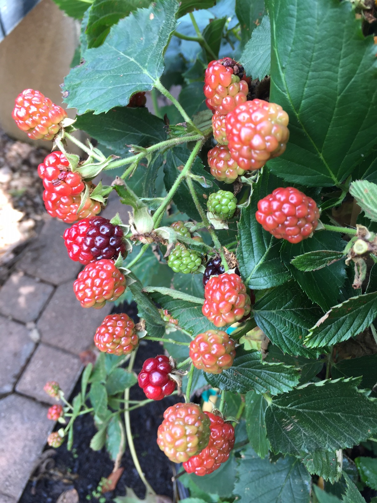 Blackberries Growing