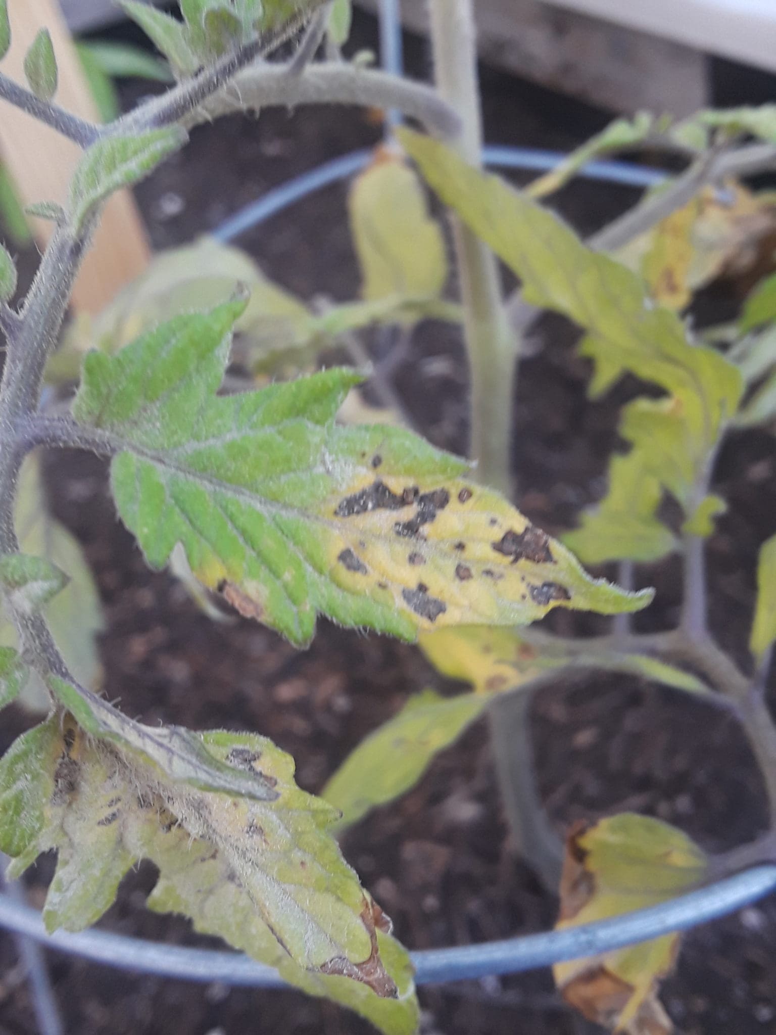 Tomato Tips - Backbone Valley Nursery