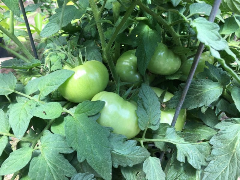 Tomato Tips - Backbone Valley Nursery