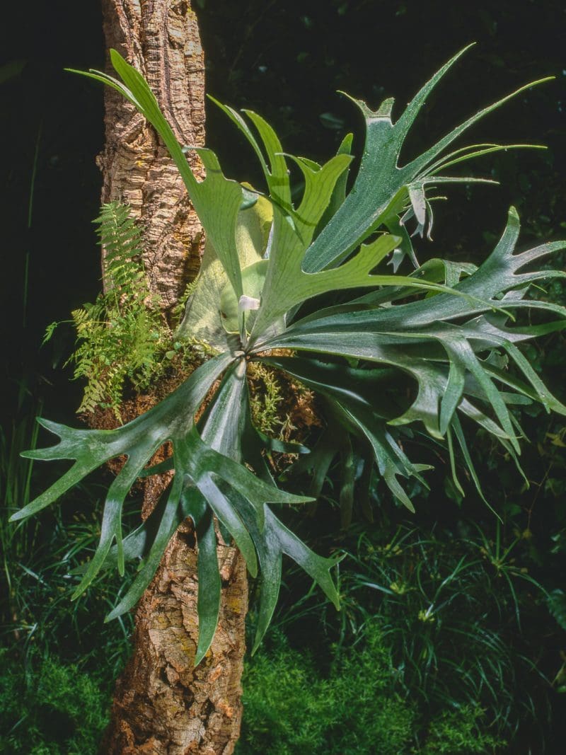 Staghorn Fern Care - Backbone Valley Nursery