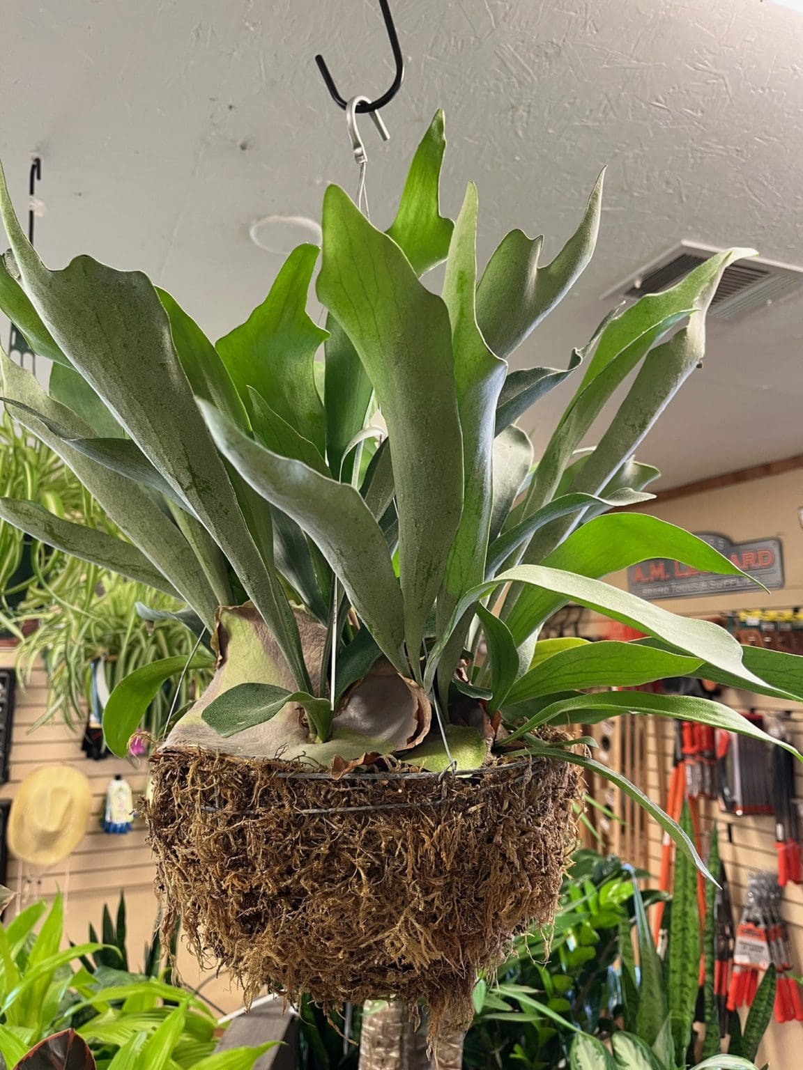 staghorn-fern-the-complete-tropical-plant-care-guide