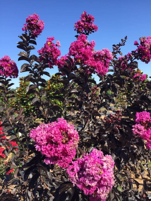 black-diamond-purely-purple-backbone-valley-nursery