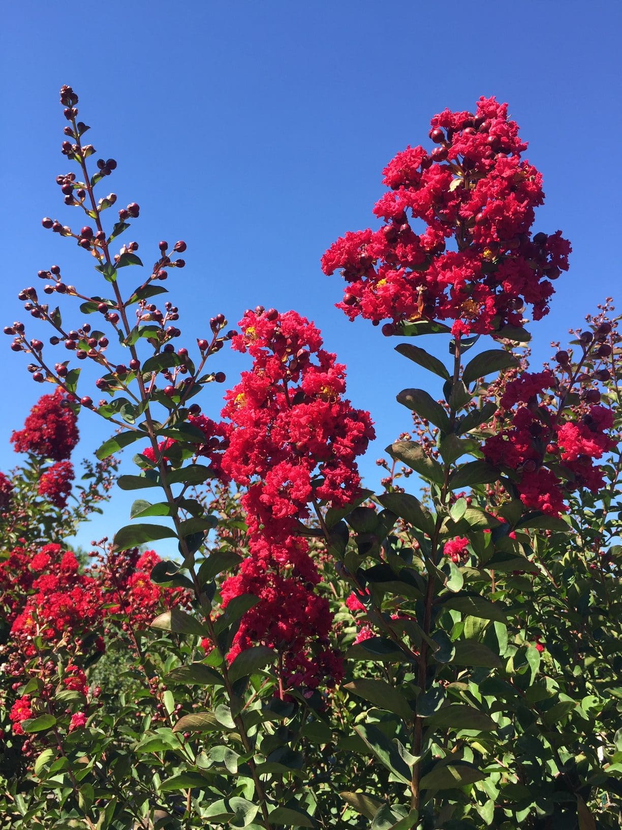 RED ROCKET Backbone Valley Nursery