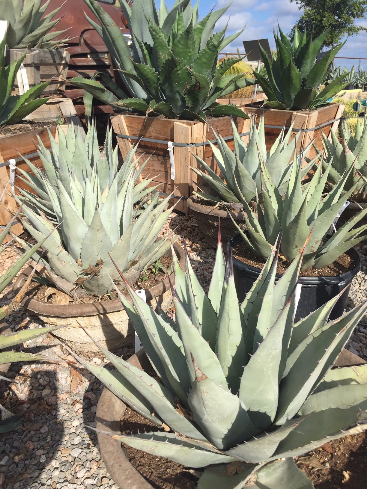 New Mexico Agave-image