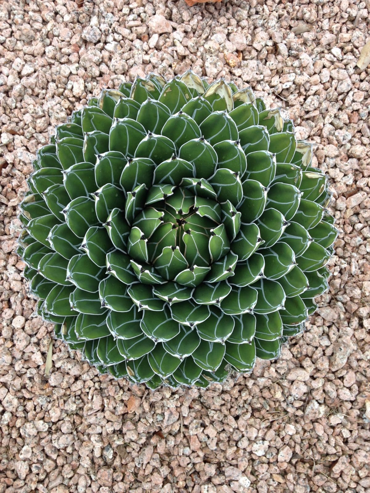 QUEEN VICTORIA AGAVE - Backbone Valley Nursery