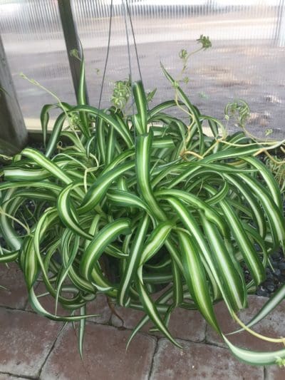 spider-plant-airplane-plant