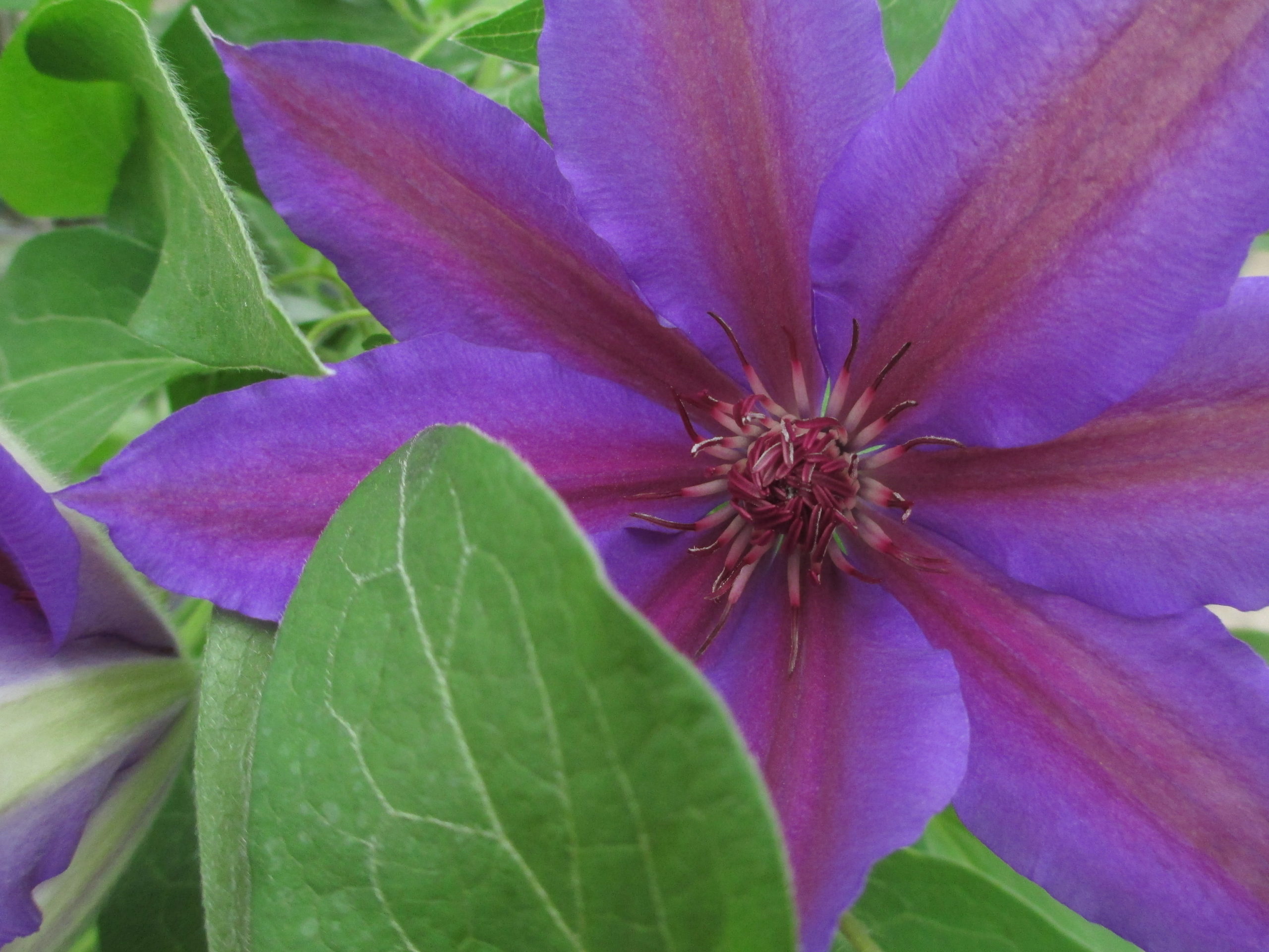 Clematis hybrids-image