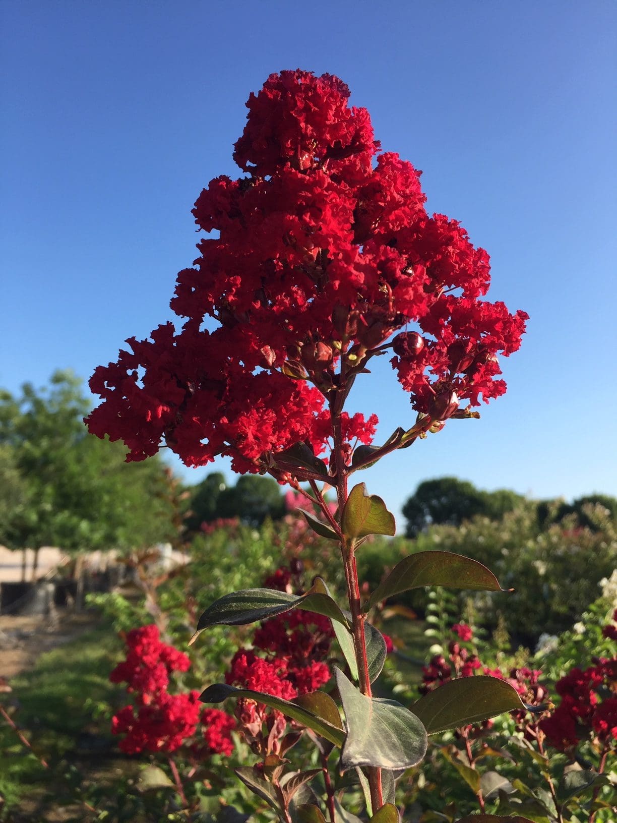 Dwarf Red Bartlett Pear Tree - Bright red, sweeter, juicier, and improved  Bartlett! (2 years old and 3-4 feet tall.)