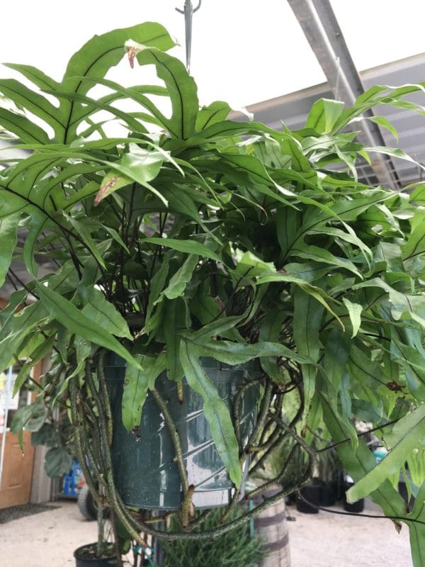 KANGAROO FERN - Backbone Valley Nursery