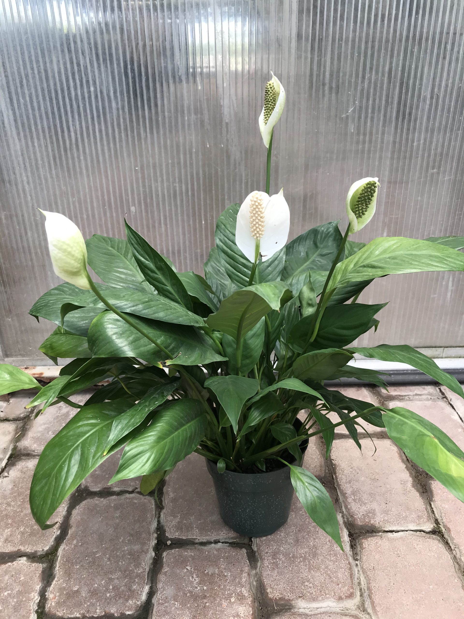 Peace Lily-image