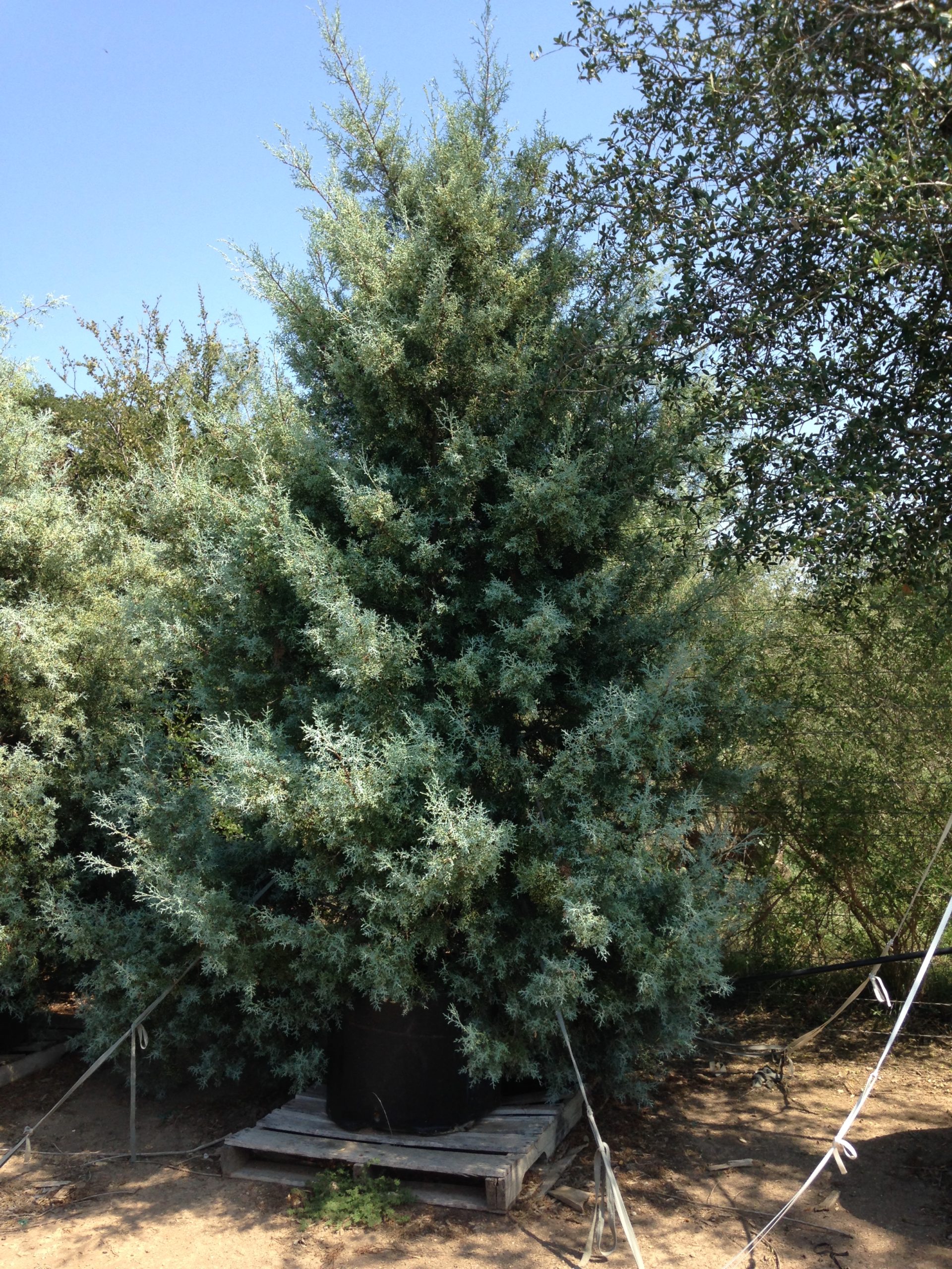 Cypress, Arizona-image