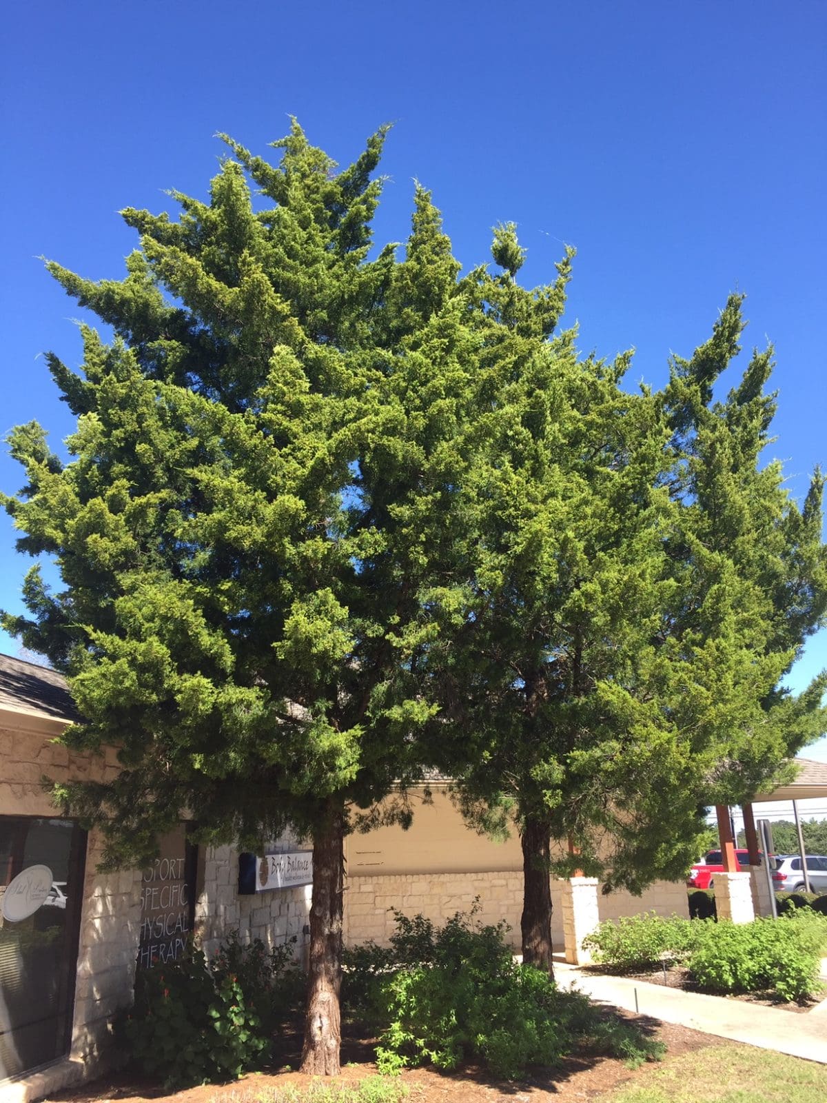 JUNIPER, HOLLYWOOD Backbone Valley Nursery