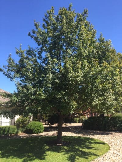 OAK, MEXICAN WHITE/MONTEREY - Backbone Valley Nursery