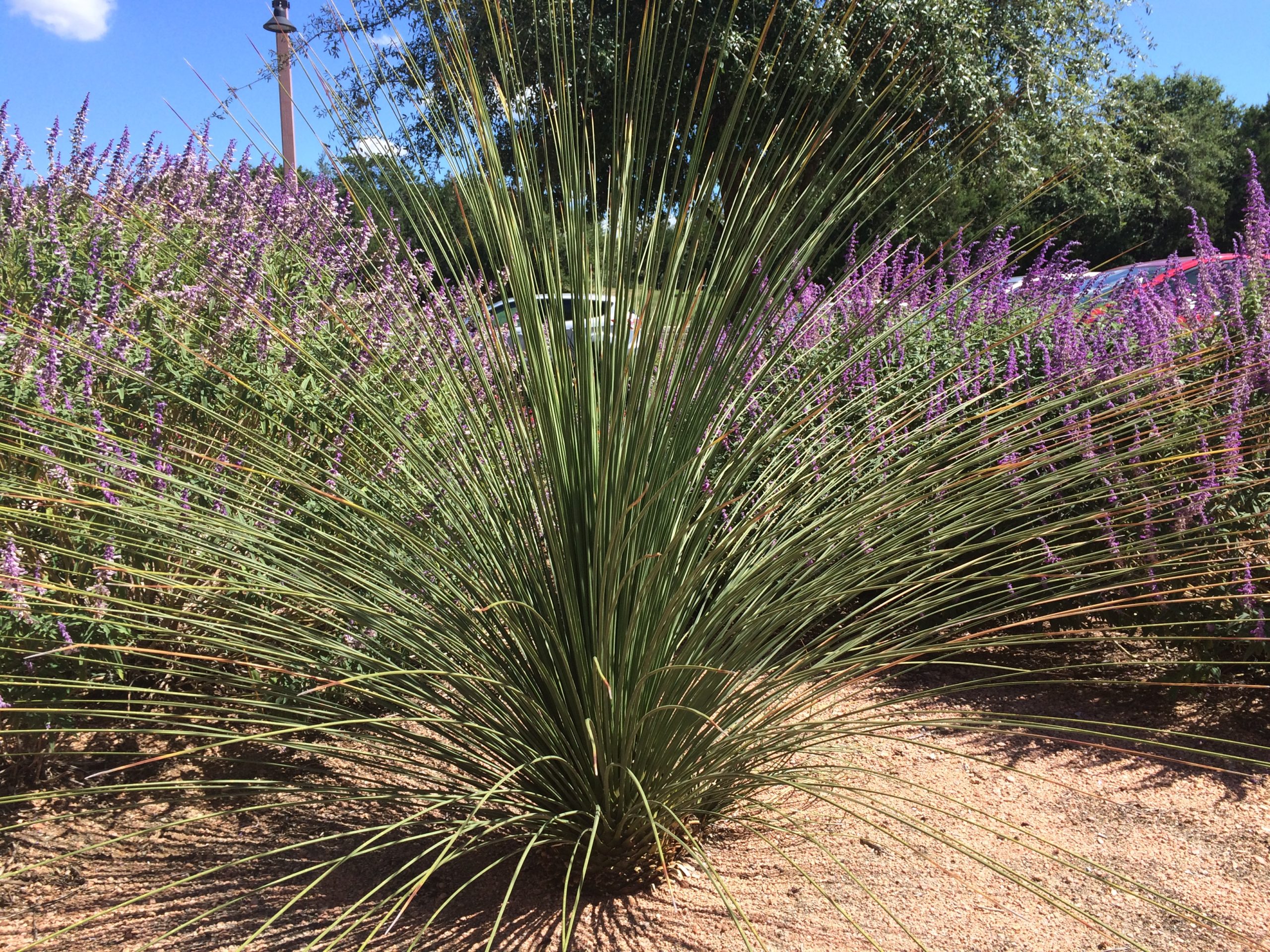 Mexican Grass Tree/ Toothless Sotol main image