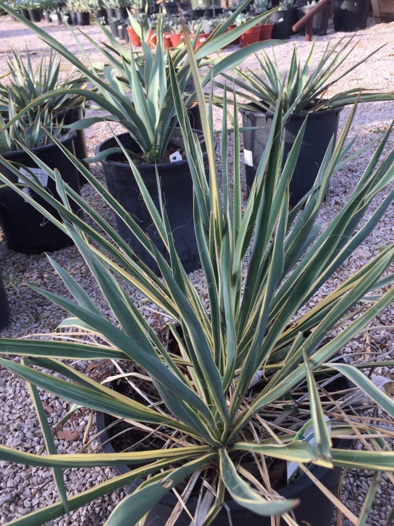 BRIGHT EDGE YUCCA - Backbone Valley Nursery