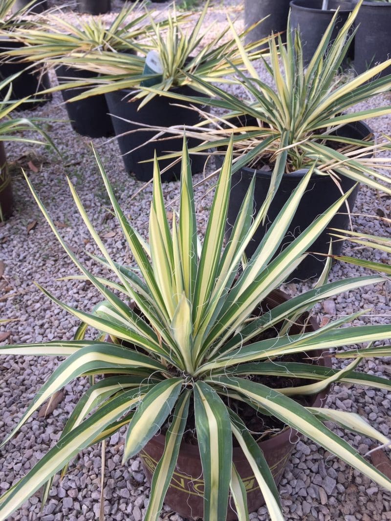 COLOR GUARD YUCCA - Backbone Valley Nursery