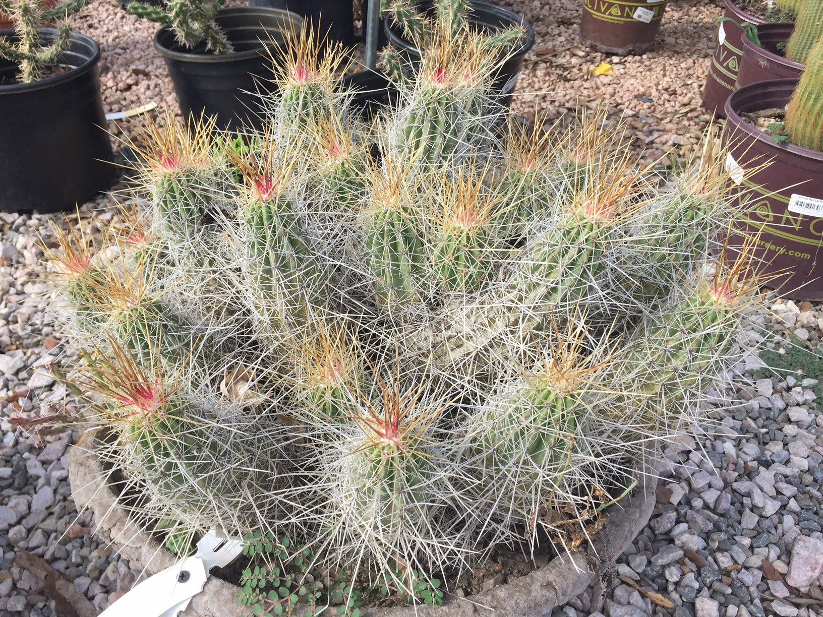 Hedgehog Cactus/Echinocereus sp.-image