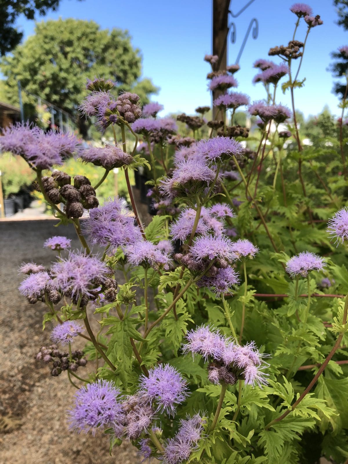 Mist Flower, Gregg's Blue