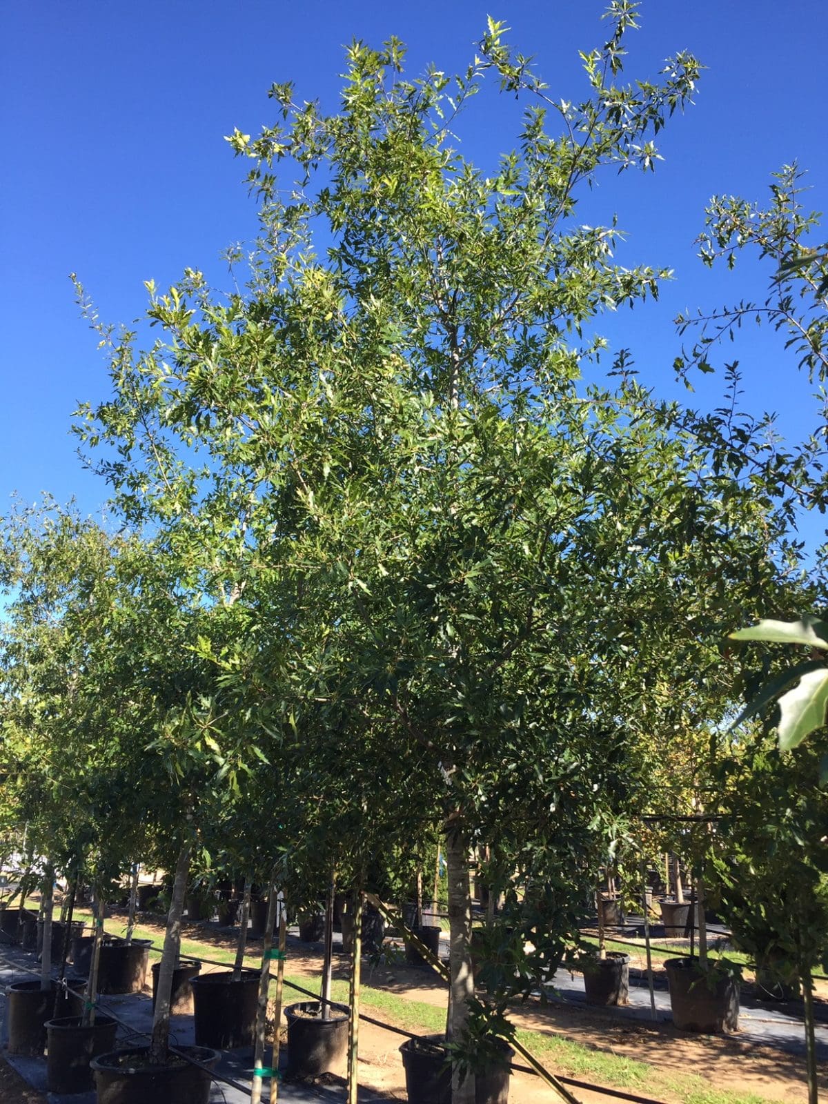 Oak, Canby - Backbone Valley Nursery