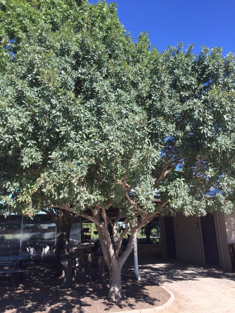 OAK, LACEY - Backbone Valley Nursery