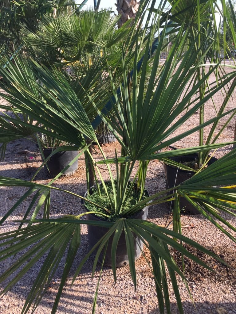 palm sabal minor - Backbone Valley Nursery