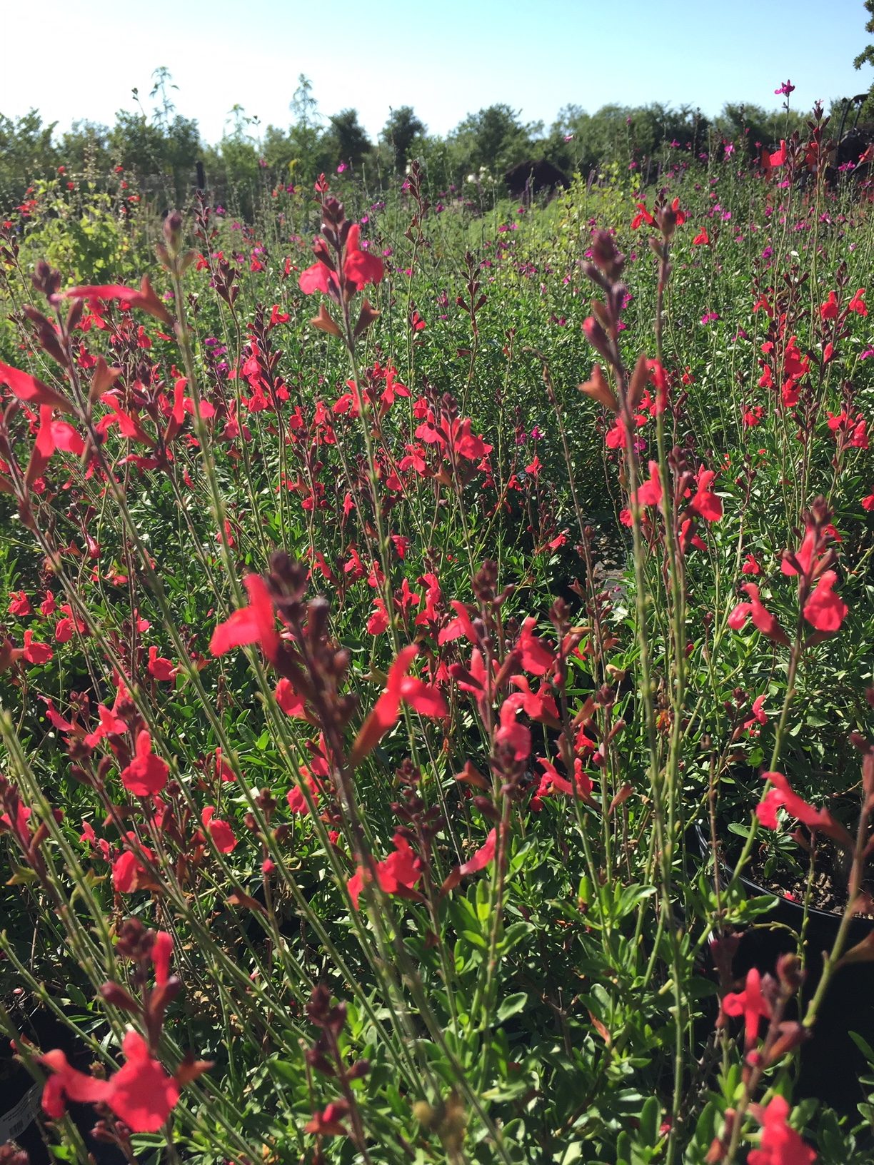 Salvia greggii-image