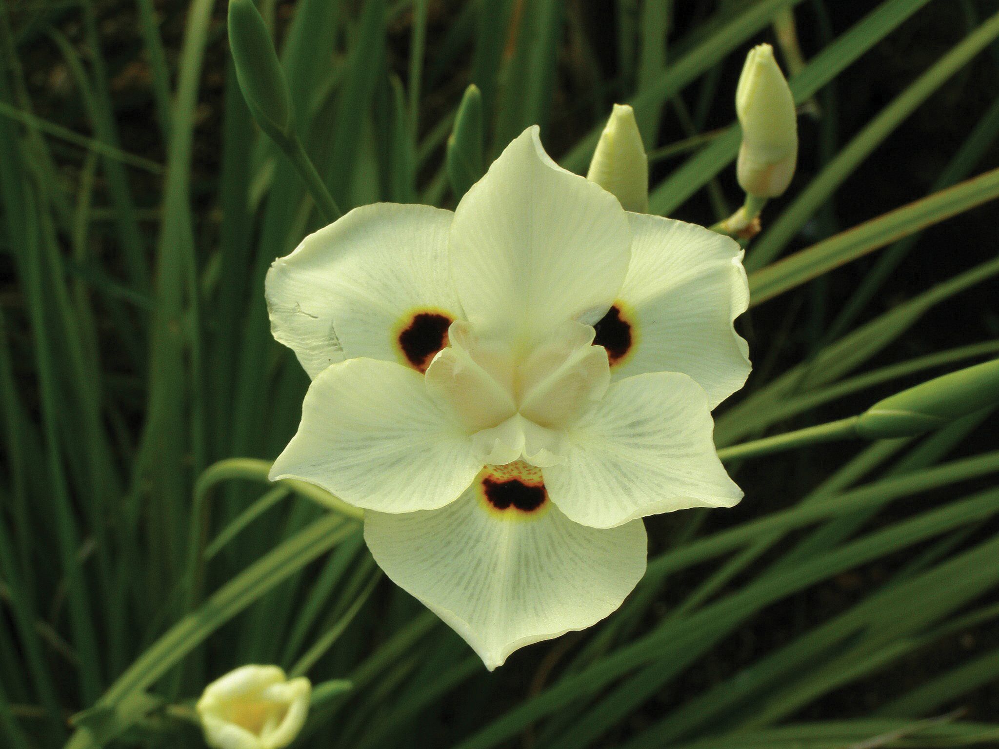 Iris, Bicolor-image