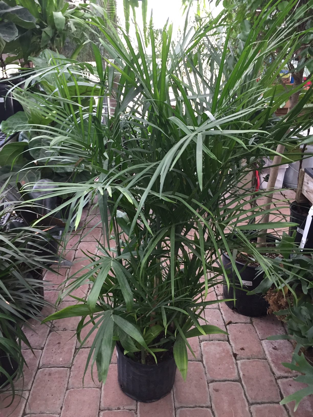 Bamboo Palm-image