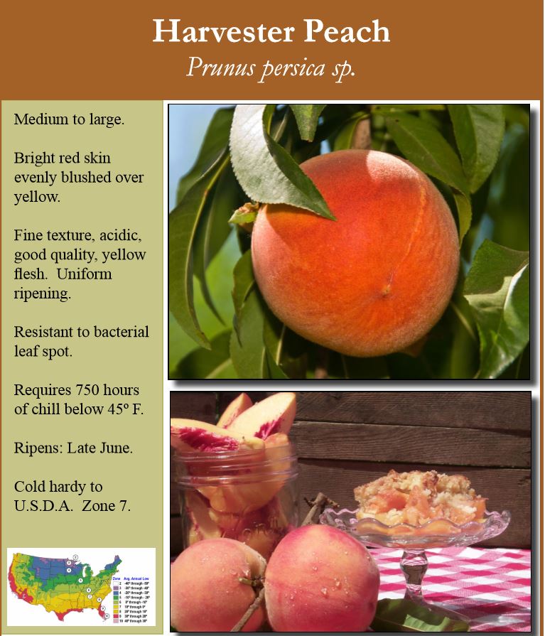 Harvester Peach-image