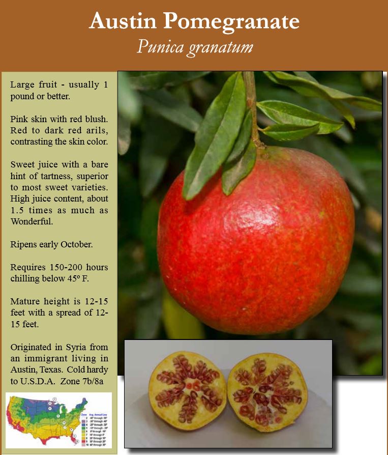 Austin Pomegranate-image