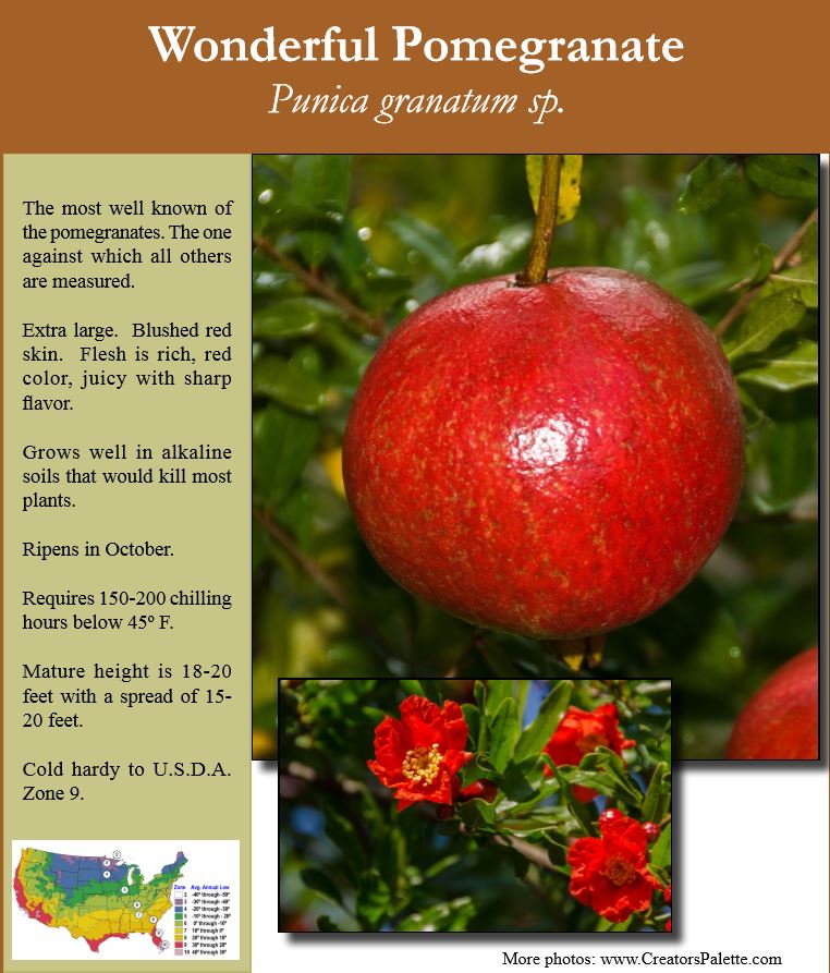 Wonderful Pomegranate main image