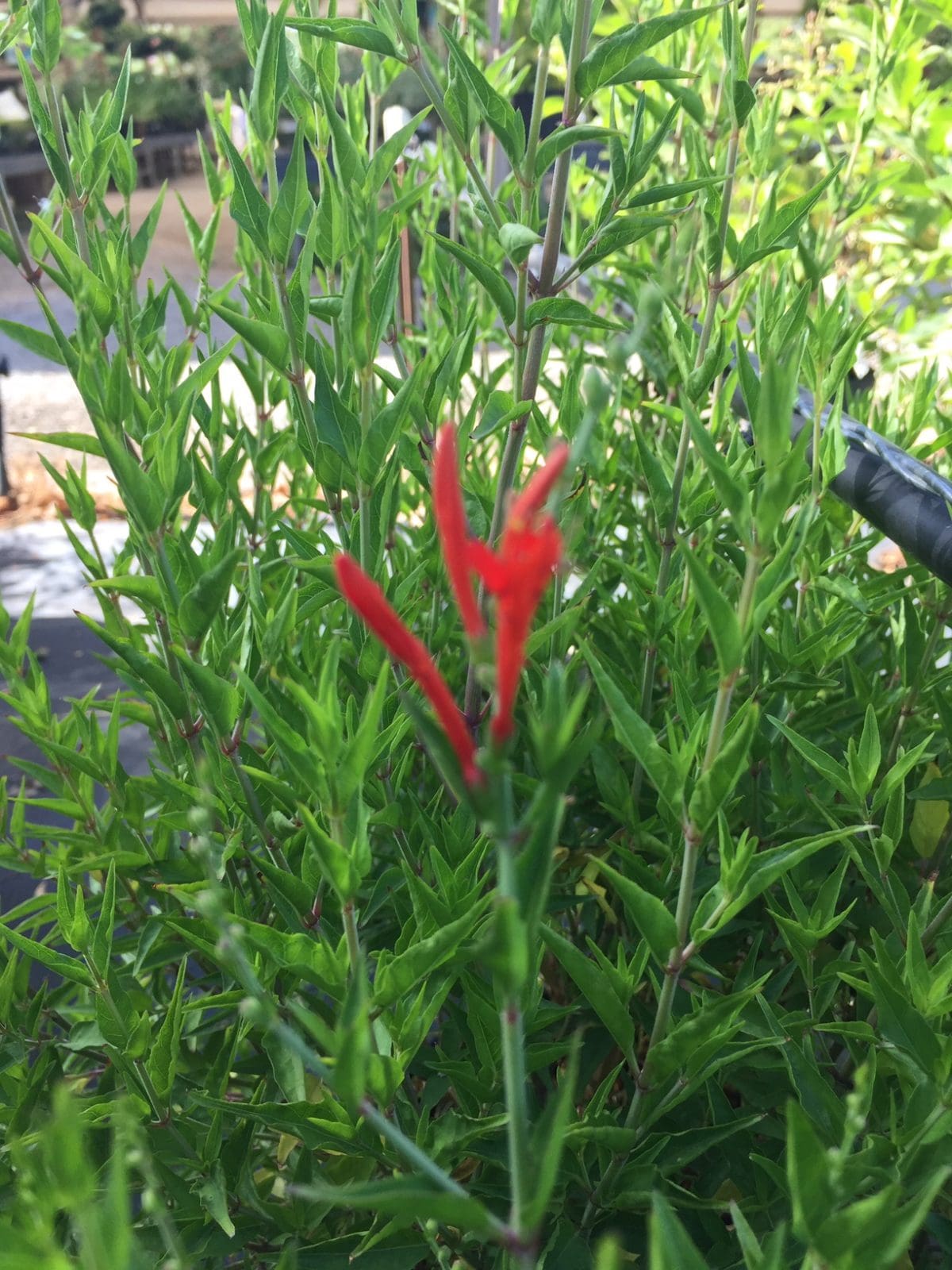 ACANTHUS, FLAME - Backbone Valley Nursery