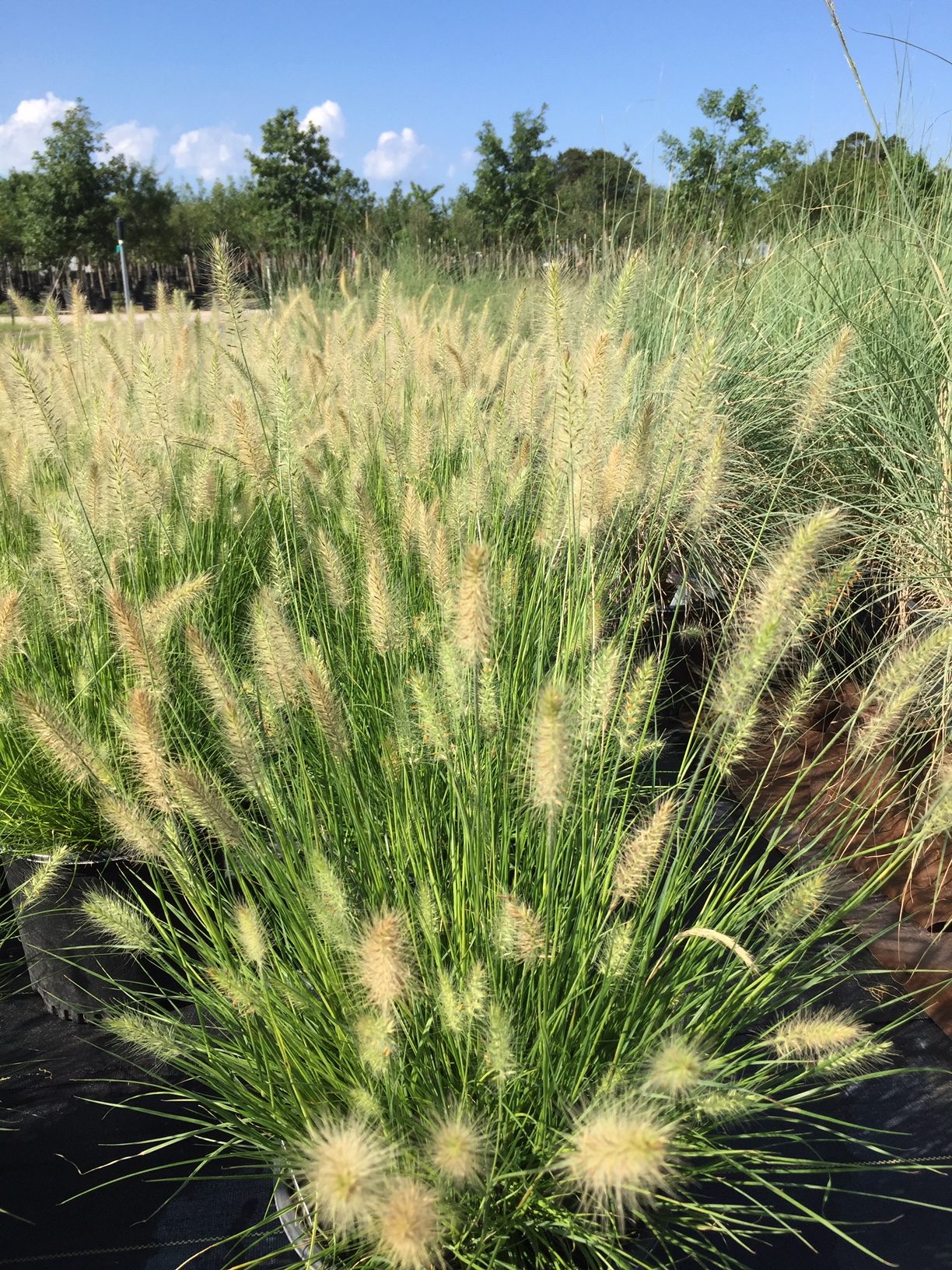 'Hameln' Dwarf Fountain Grass Pennisetum alopecuroides 'Hameln'-image