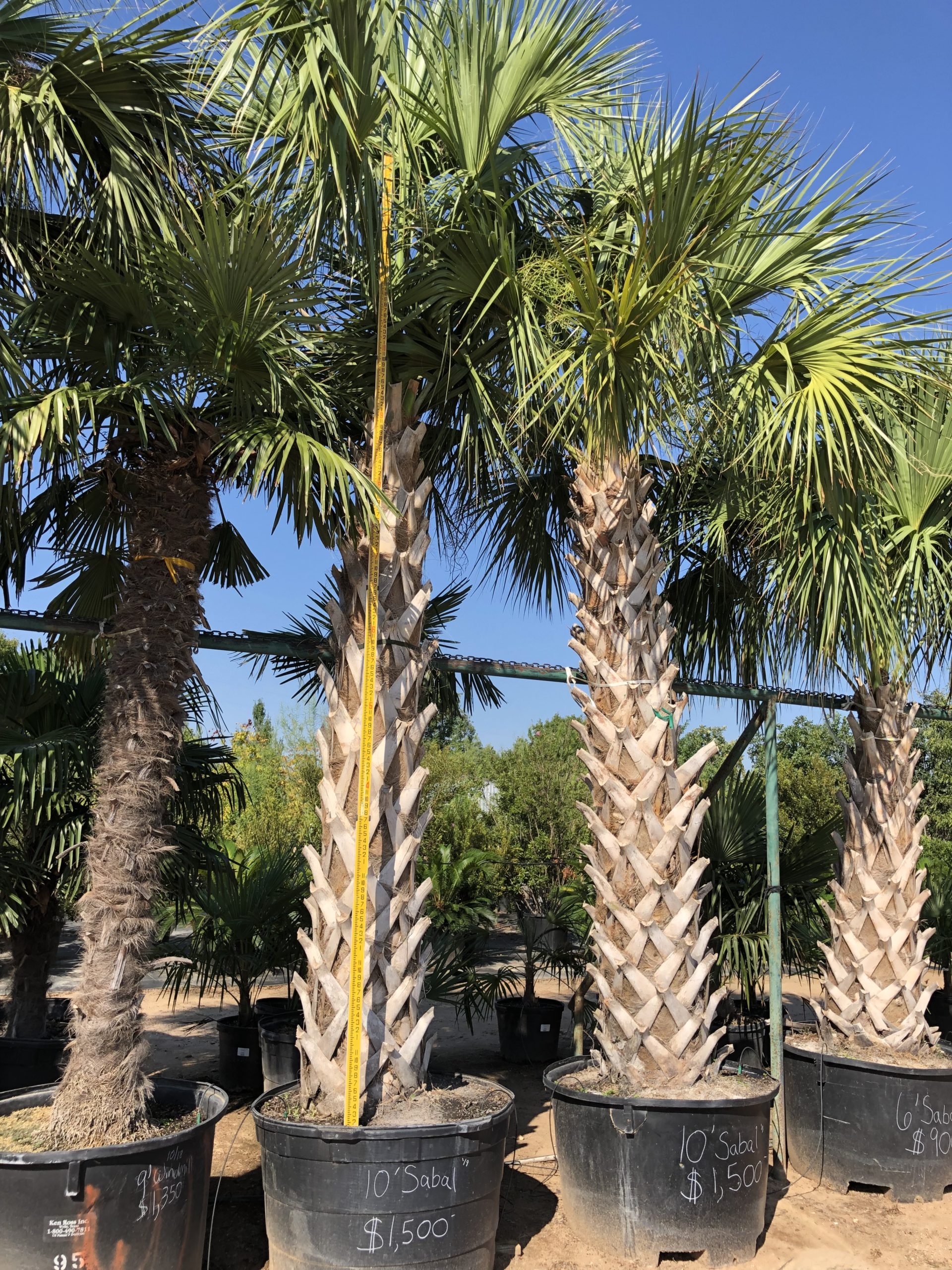 Palm, Florida Sabal-image