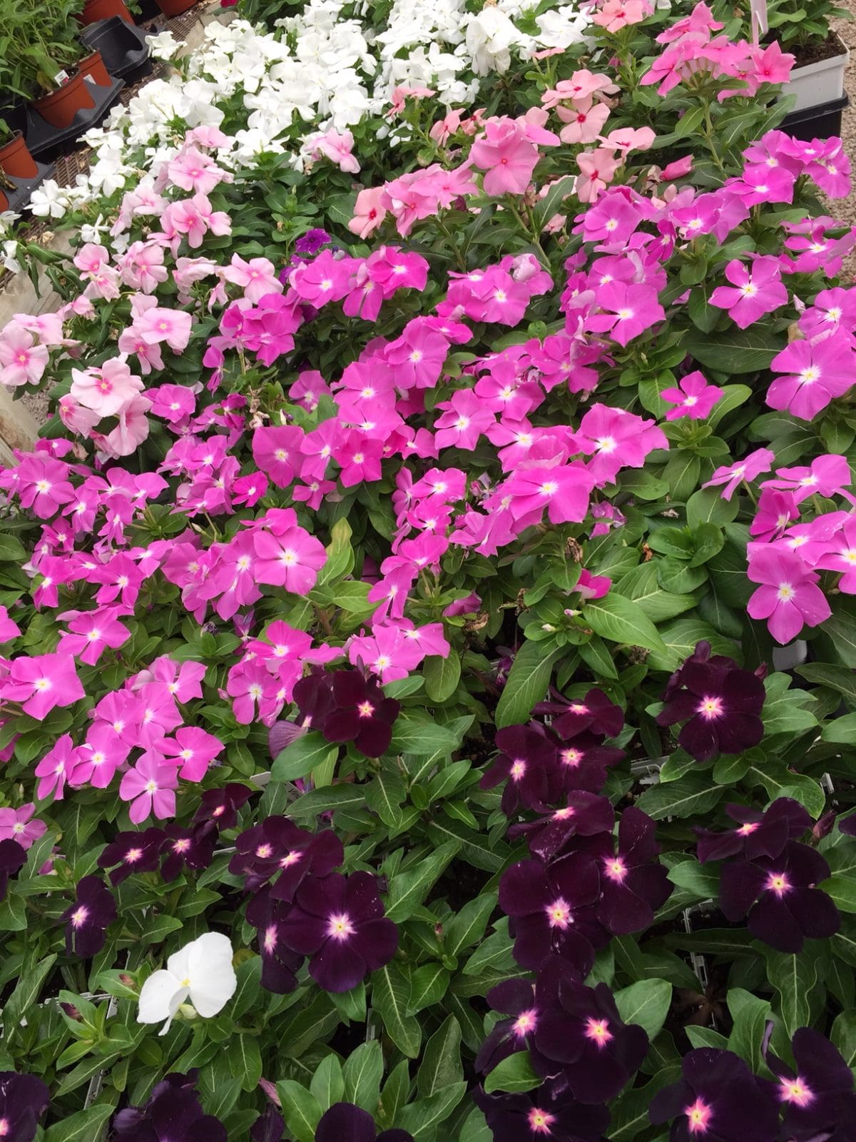 PERIWINKLE (Annual Vinca) - Backbone Valley Nursery