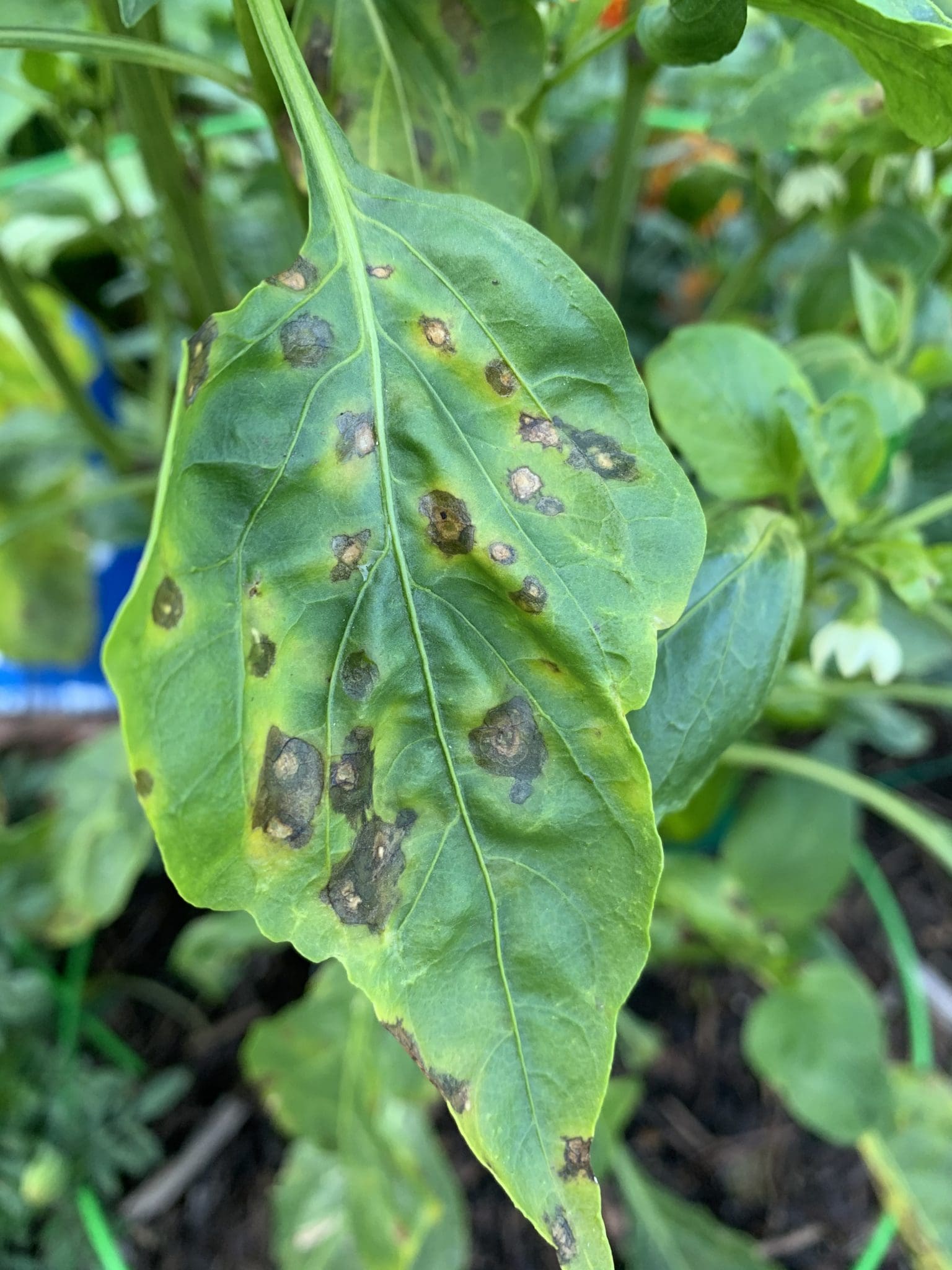 Pepper Leaf Spot - Backbone Valley Nursery